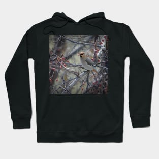 Waxwing feeding. Hoodie